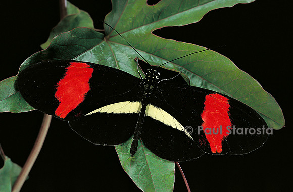 Heliconius melpomene