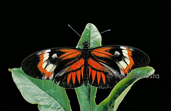 Heliconius melpomene