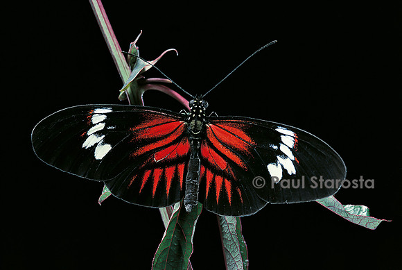 Heliconius melpomene