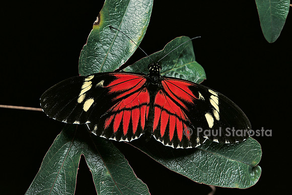 Heliconius melpomene