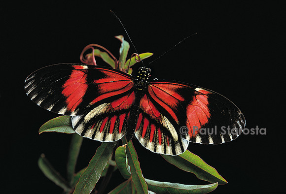 Heliconius melpomene