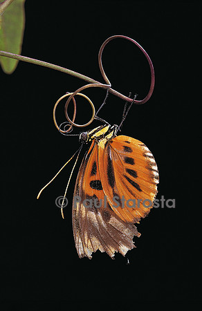 Heliconius numata - âgé