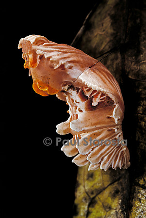 Atrophaneura polyeuctes - Chrysalide