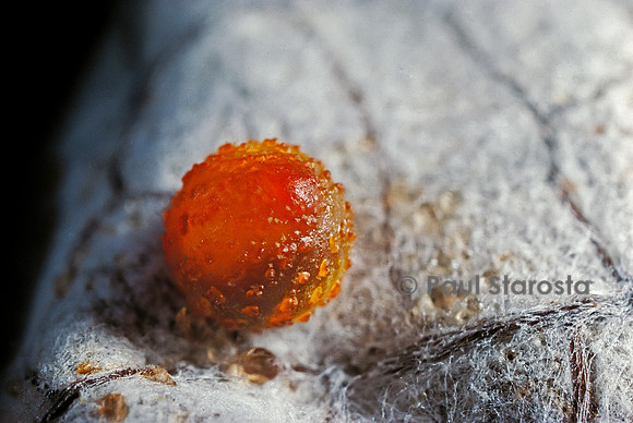 Atrophaneura polyeuctes - œuf