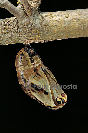 Brassolis isthmia - chrysalide