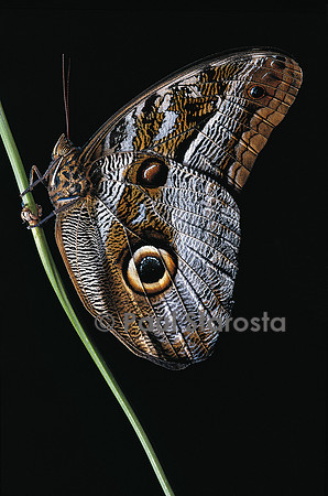 Caligo idomeneus