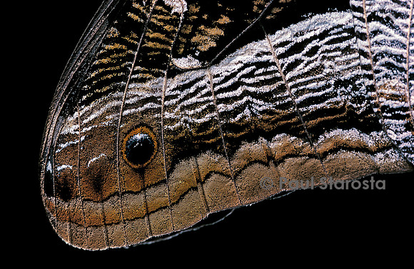 Caligo idomeneus - détail des ailes