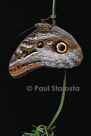 Caligo idomeneus