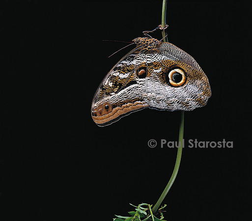 Caligo idomeneus