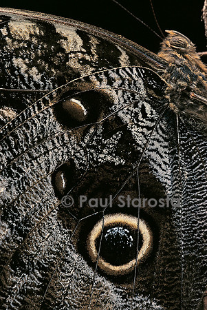 Caligo memnon (papillon chouette) - détail des ailes
