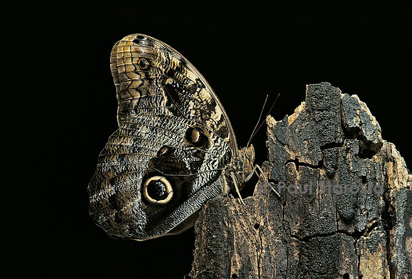 Caligo memnon (papillon chouette)