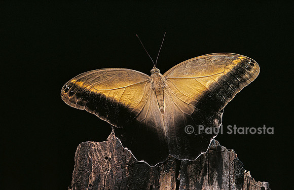 Caligo memnon (papillon chouette)