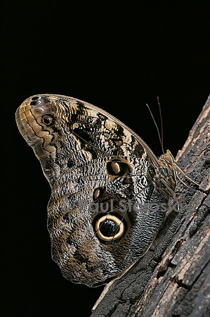 Caligo memnon (papillon chouette)