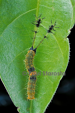 Callicore sp. - chenille