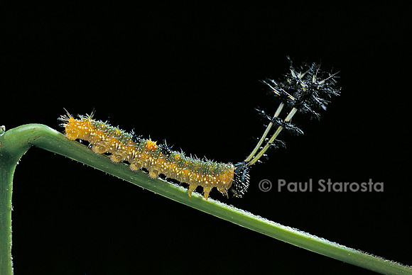 Callicore sp. - chenille