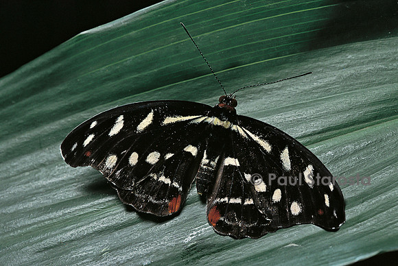 Catonephele acontius - femelle