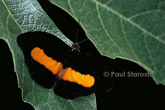 Catonephele acontius - mâle