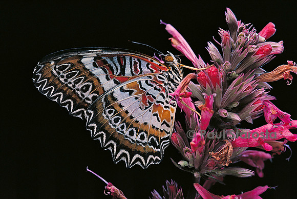 Cethosia biblis
