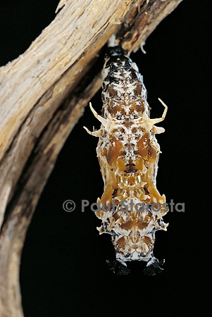 Cethosia hypsea - chrysalide