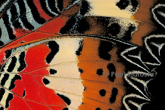 Cethosia hypsea - détail des ailes