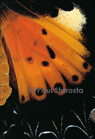 Cethosia hypsea - détail