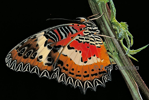 Cethosia hypsea