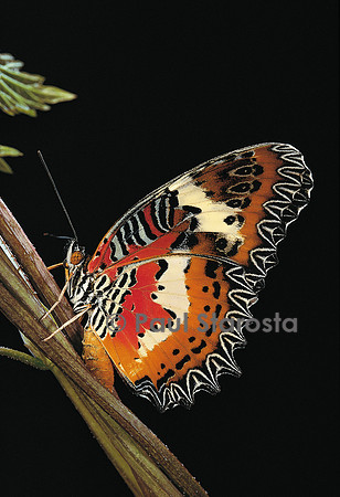 Cethosia hypsea