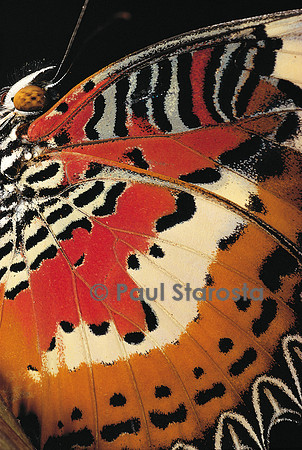Cethosia hypsea