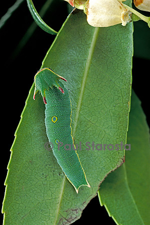 Charaxes jasius (le jason) - chenille
