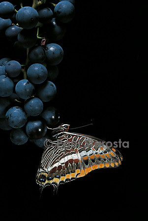 Charaxes jasius (le jason)