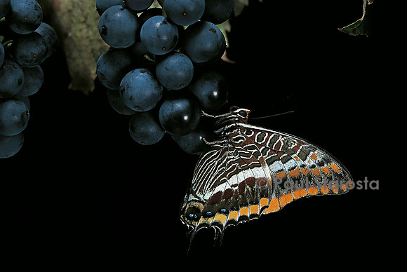 Charaxes jasius (le jason)