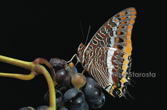 Charaxes jasius (le jason)