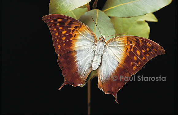 Charaxes varanes
