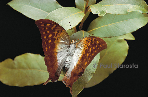 Charaxes varanes