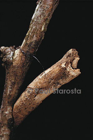 Papilio clytia - chrysalide