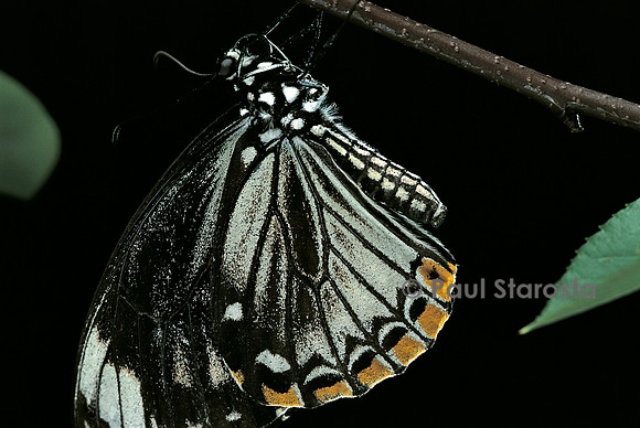 Papilio clytia