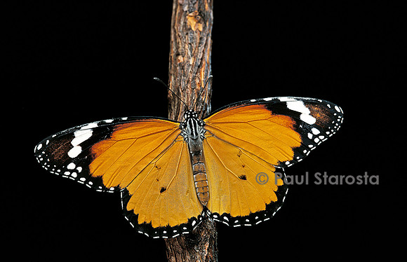 Danaus chrysippus (le monarque)