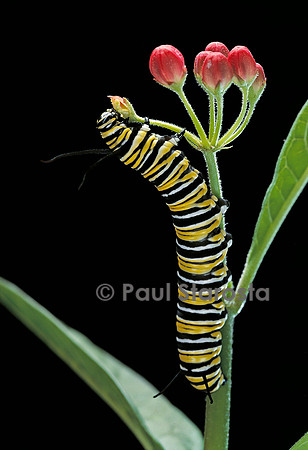 Danaus plexippus (le monarque) - chenille