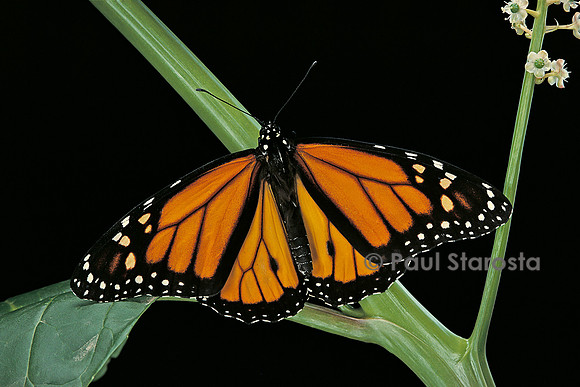 Danaus plexippus (le monarque)