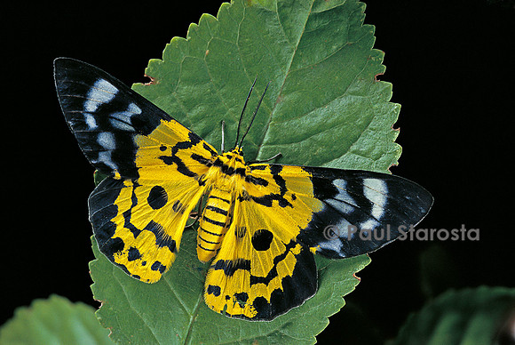 Disphania sp.