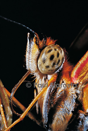 Dryas iulia (flambeau, Julia) - détail