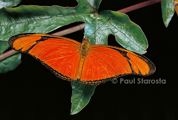 Dryas iulia (flambeau, Julia)