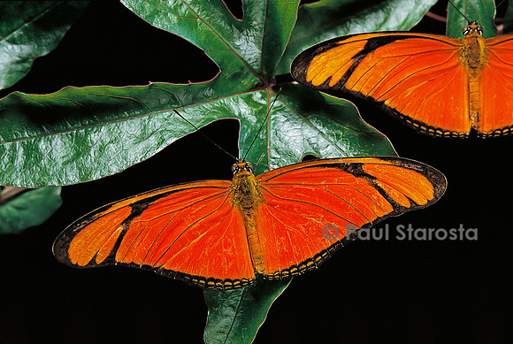 Dryas iulia (flambeau, Julia)