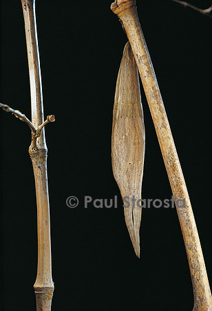 Eryphanis aesacus - chrysalide