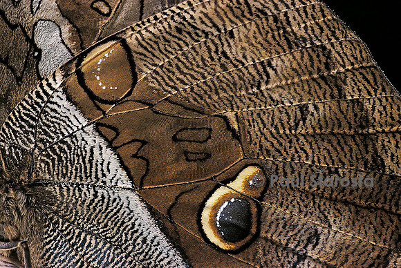 Eryphanis aesacus détail des ailes
