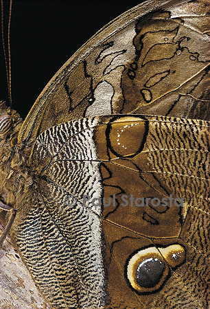 Eryphanis aesacus