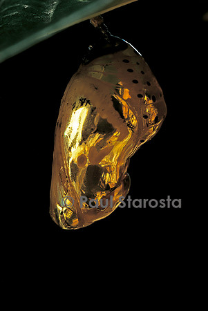 Euploea crameri - chrysalide