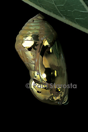 Euploea mulciber - chrysalide