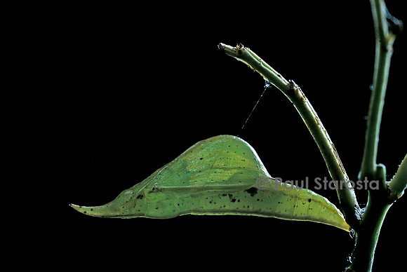 Eurema venusta - chrysalide