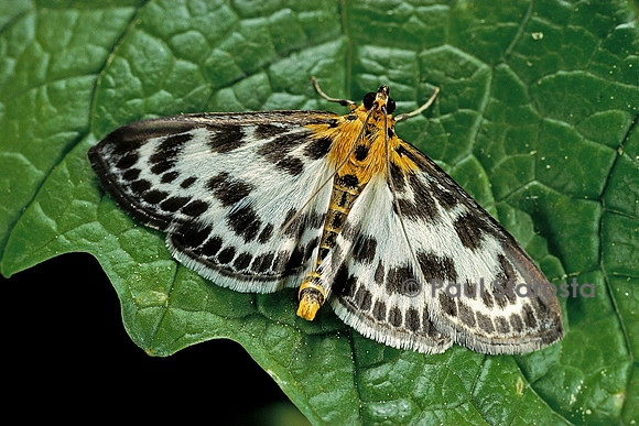 Eurrhypara hortulata (pyrale de l’ortie)